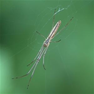 Tetragnatha sp. (genus) at Batemans Bay, NSW - 21 Dec 2024 07:47 AM