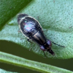 Depressa sp. (genus) (Lauxaniid fly) at Batemans Bay, NSW - 21 Dec 2024 by Hejor1