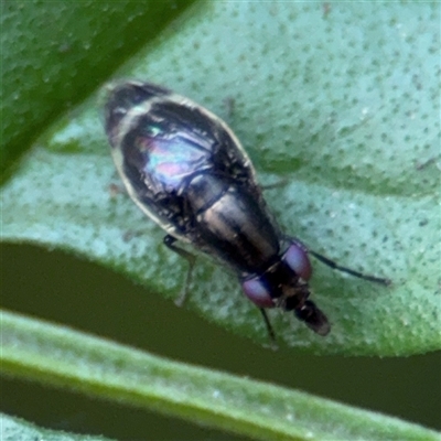 Depressa sp. (genus) (Lauxaniid fly) at Batemans Bay, NSW - 21 Dec 2024 by Hejor1