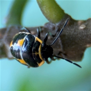 Antestiopsis cederwaldi at Batemans Bay, NSW - 21 Dec 2024 07:51 AM