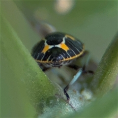 Antestiopsis cederwaldi at Batemans Bay, NSW - 21 Dec 2024 07:51 AM
