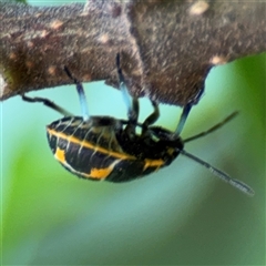 Antestiopsis cederwaldi at Batemans Bay, NSW - 21 Dec 2024 07:51 AM