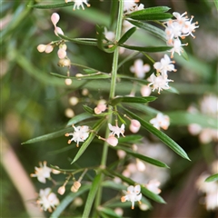 Asparagus aethiopicus (Ground Asparagus) at Batemans Bay, NSW - 20 Dec 2024 by Hejor1