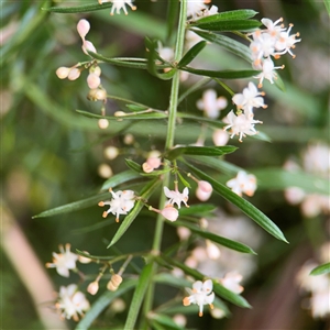 Asparagus aethiopicus at Batemans Bay, NSW - 21 Dec 2024 07:52 AM