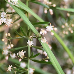 Asparagus aethiopicus at Batemans Bay, NSW - 21 Dec 2024 07:52 AM