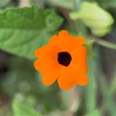 Thunbergia alata (Black-eyed Susan) at Batemans Bay, NSW - 20 Dec 2024 by Hejor1