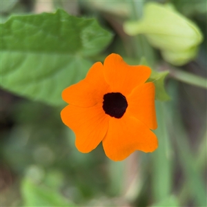 Thunbergia alata (Black-eyed Susan) at Batemans Bay, NSW by Hejor1