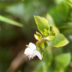 Tradescantia fluminensis (Trad, Wandering Jew) at Batemans Bay, NSW - 21 Dec 2024 by Hejor1