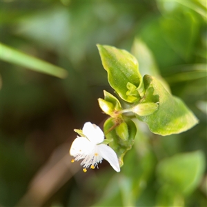 Tradescantia fluminensis at Batemans Bay, NSW - 21 Dec 2024