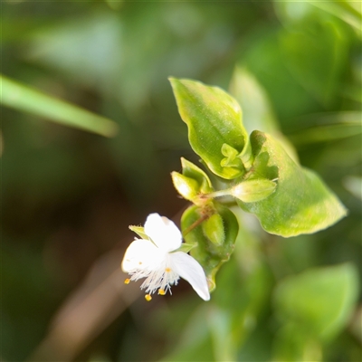 Tradescantia fluminensis (Trad, Wandering Jew) at Batemans Bay, NSW - 20 Dec 2024 by Hejor1