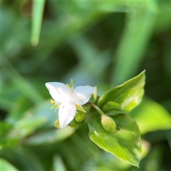 Tradescantia fluminensis at Batemans Bay, NSW - 21 Dec 2024