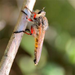 Asilinae sp. (subfamily) at Batemans Bay, NSW by Hejor1