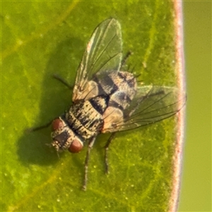 Exorista sp. (genus) at Batemans Bay, NSW by Hejor1