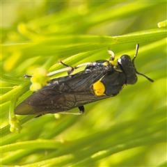 Hylaeinae (subfamily) at Batemans Bay, NSW - 21 Dec 2024 by Hejor1