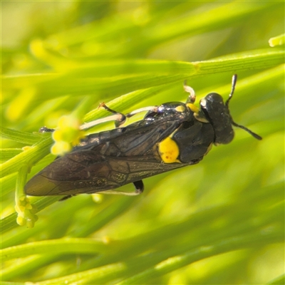 Hylaeinae (subfamily) at Batemans Bay, NSW - 21 Dec 2024 by Hejor1