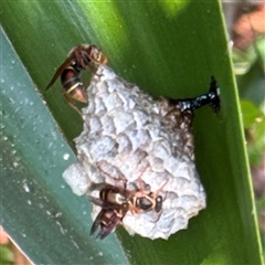 Polistes (Polistella) humilis (Common Paper Wasp) at Batemans Bay, NSW - 21 Dec 2024 by Hejor1