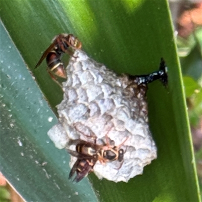 Polistes (Polistella) humilis (Common Paper Wasp) at Batemans Bay, NSW - 21 Dec 2024 by Hejor1