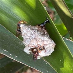 Polistes (Polistella) humilis at Batemans Bay, NSW - 21 Dec 2024 08:17 AM