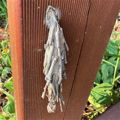 Clania lewinii & similar Casemoths (Parallel stick Case Moths) at Batemans Bay, NSW - 21 Dec 2024 by Hejor1