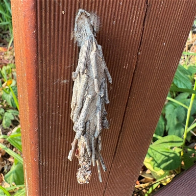 Clania lewinii & similar Casemoths at Batemans Bay, NSW - 20 Dec 2024 by Hejor1