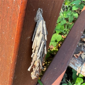 Clania lewinii & similar Casemoths at Batemans Bay, NSW - 21 Dec 2024