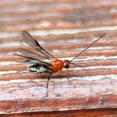 Braconidae (family) at Batemans Bay, NSW - 20 Dec 2024 by Hejor1