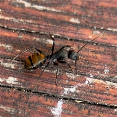 Camponotus aeneopilosus (A Golden-tailed sugar ant) at Batemans Bay, NSW - 21 Dec 2024 by Hejor1