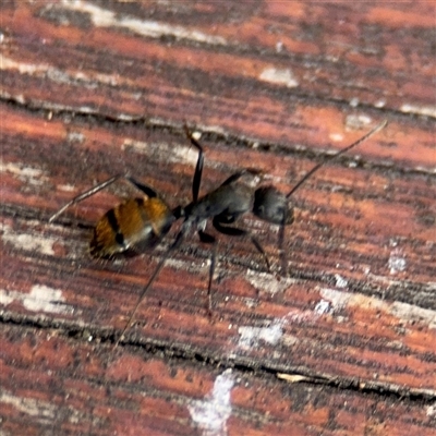 Camponotus aeneopilosus (A Golden-tailed sugar ant) at Batemans Bay, NSW - 21 Dec 2024 by Hejor1