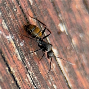 Camponotus aeneopilosus at Batemans Bay, NSW - 21 Dec 2024