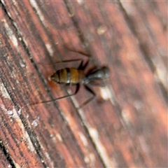 Camponotus aeneopilosus at Batemans Bay, NSW - 21 Dec 2024 08:20 AM