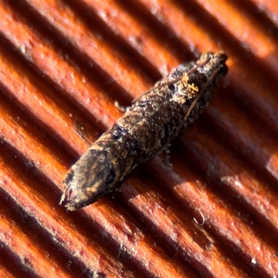 Tortricidae (family) at Batemans Bay, NSW - 20 Dec 2024 by Hejor1