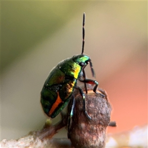 Scutelleridae (family) at Batemans Bay, NSW by Hejor1