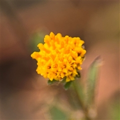 Bidens pilosa (Cobbler's Pegs, Farmer's Friend) at Batemans Bay, NSW - 21 Dec 2024 by Hejor1