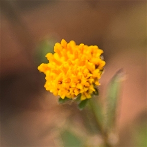 Bidens pilosa at Batemans Bay, NSW - 21 Dec 2024