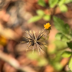 Bidens pilosa at Batemans Bay, NSW - 21 Dec 2024 08:25 AM