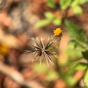 Bidens pilosa at Batemans Bay, NSW - 21 Dec 2024