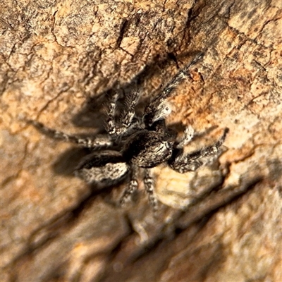 Clynotis severus (Stern Jumping Spider) at Batemans Bay, NSW - 21 Dec 2024 by Hejor1