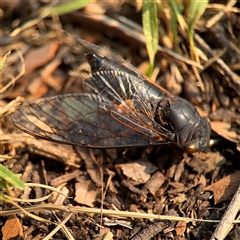 Psaltoda plaga (Black Prince Cicada) at Batemans Bay, NSW - 20 Dec 2024 by Hejor1