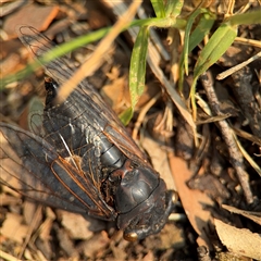 Psaltoda plaga at Batemans Bay, NSW - 21 Dec 2024