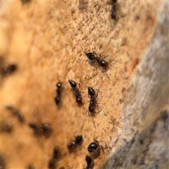 Crematogaster sp. (genus) (Acrobat ant, Cocktail ant) at Batemans Bay, NSW - 21 Dec 2024 by Hejor1