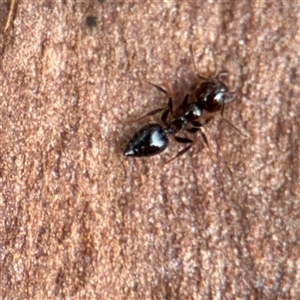 Crematogaster sp. (genus) at Batemans Bay, NSW - 21 Dec 2024