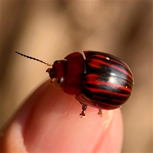 Paropsisterna semivittata (Eucalyptus leaf beetle) at Sunshine Bay, NSW by Hejor1