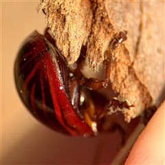 Paropsisterna semivittata at Sunshine Bay, NSW - 21 Dec 2024