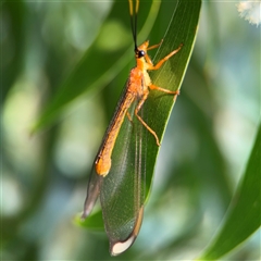 Nymphes myrmeleonoides at Batemans Bay, NSW - 20 Dec 2024 by Hejor1