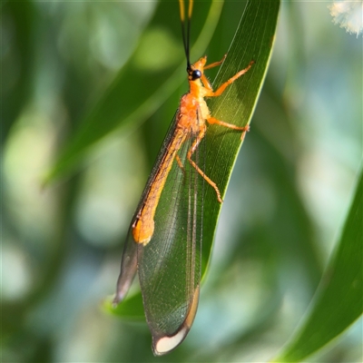 Nymphes myrmeleonoides at Batemans Bay, NSW - 20 Dec 2024 by Hejor1