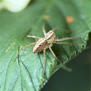 Oxyopes sp. (genus) at Batemans Bay, NSW - 21 Dec 2024