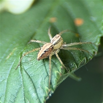 Oxyopes sp. (genus) at Batemans Bay, NSW - 20 Dec 2024 by Hejor1