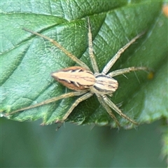 Oxyopes sp. (genus) at Batemans Bay, NSW - 21 Dec 2024