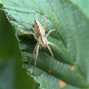 Oxyopes sp. (genus) at Batemans Bay, NSW - 21 Dec 2024 08:49 AM