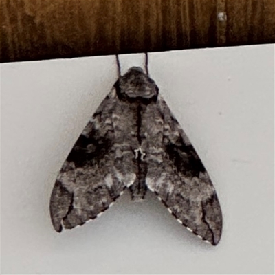 Psilogramma casuarinae (Privet Hawk Moth) at Batemans Bay, NSW - 21 Dec 2024 by Hejor1